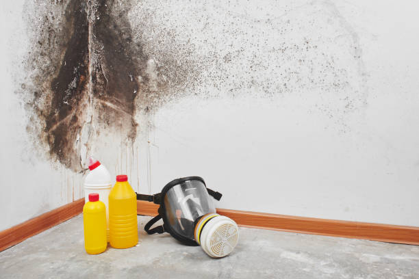 Best Residential Mold Remediation in Temple, TX