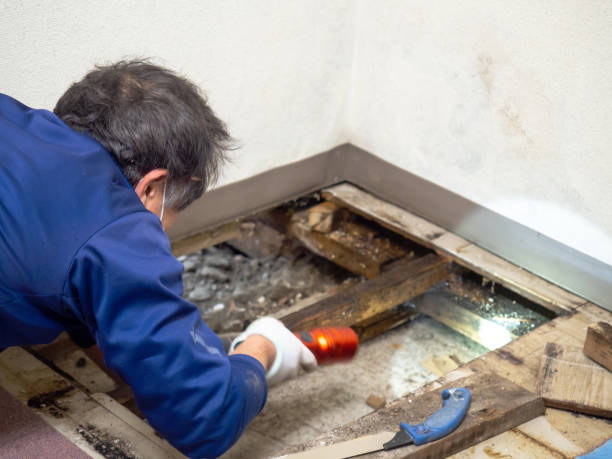 Reliable Temple, TX Mold Remediation Solutions