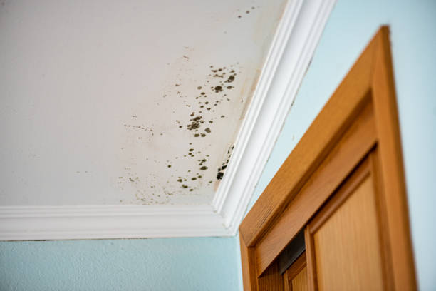Best Industrial Mold Remediation in Temple, TX