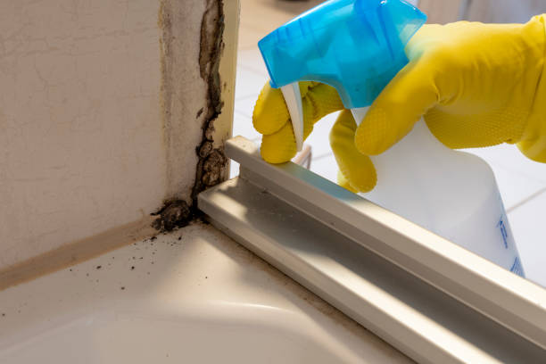 Best White Mold Remediation in Temple, TX