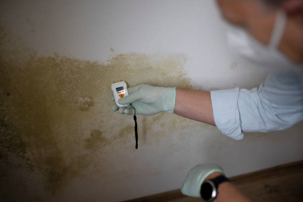Best Basement Mold Remediation in Temple, TX