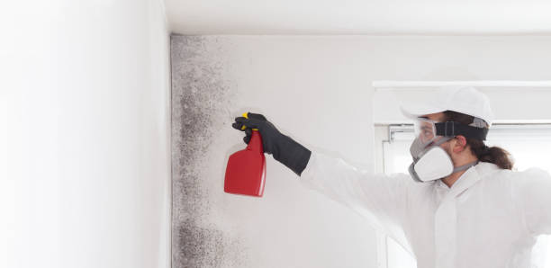 Reliable Temple, TX Mold Remediation Solutions