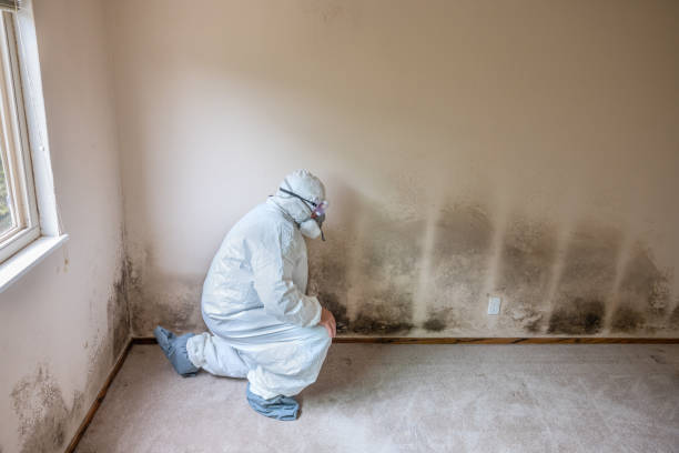 Best Health and Safety Mold Remediation in Temple, TX