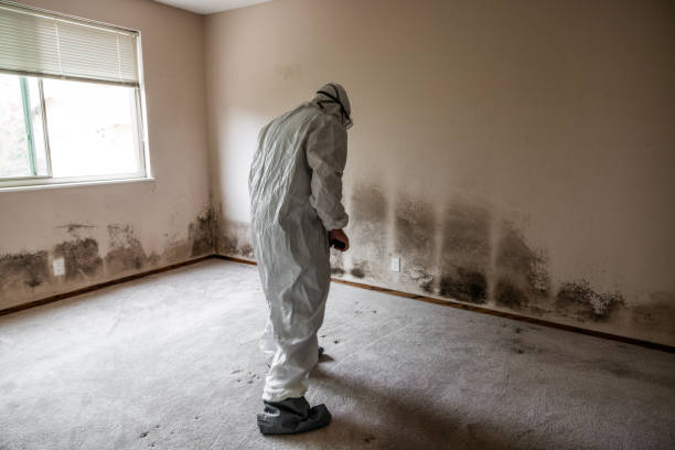 Best Commercial Mold Remediation in Temple, TX