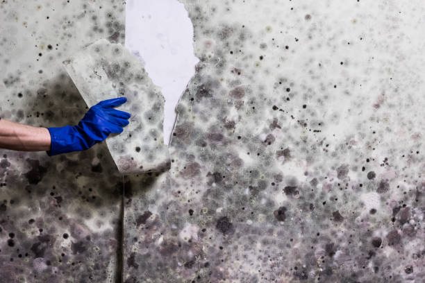 Best Crawl Space Mold Remediation in Temple, TX